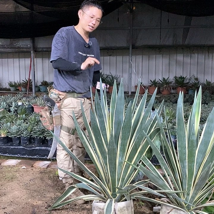 7*35号。萨维娜。