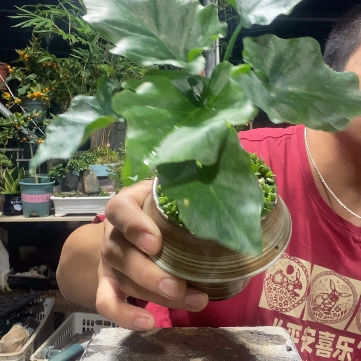 @***金以实际为准盆景绿植盆栽136