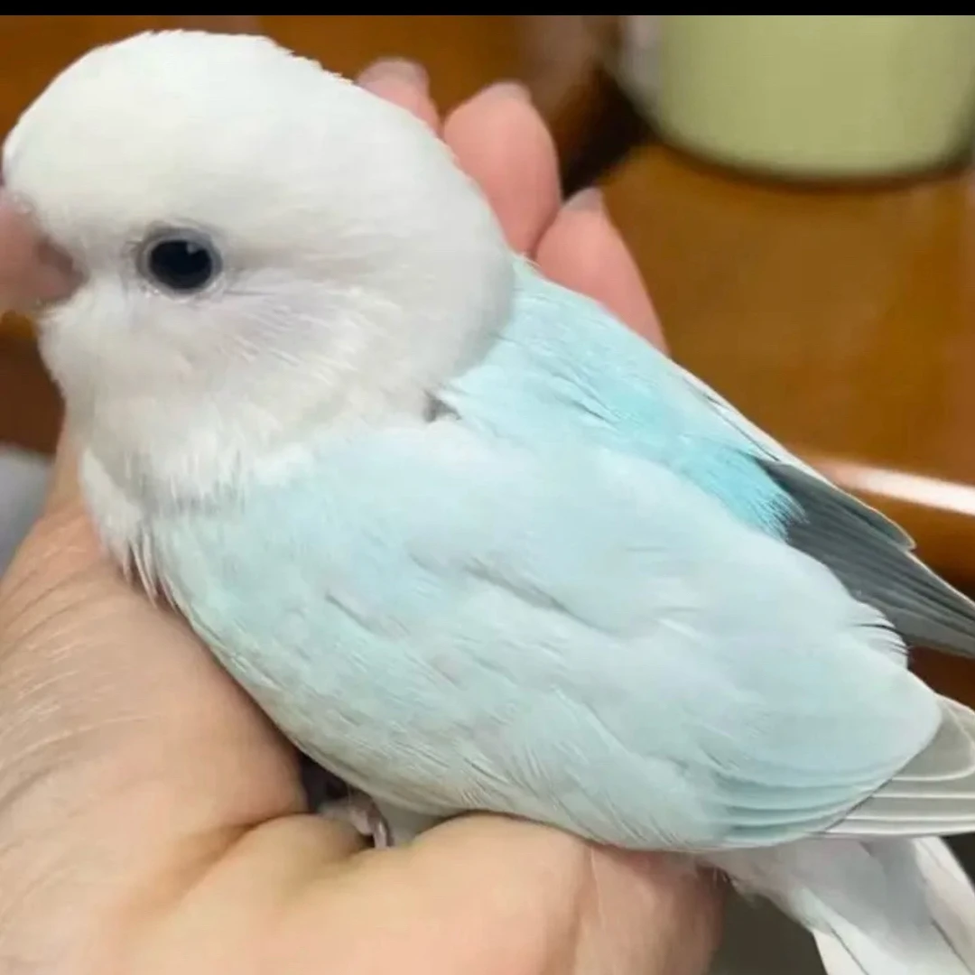手养鹦鹉活体宠物鸟适合家庭宿舍养可观赏