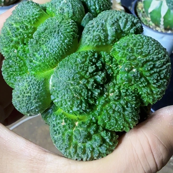 顽***夫无花朵福利苗接密尤哥斯拉863