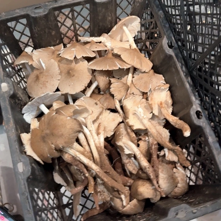 桃***龙火把鸡枞中国大陆