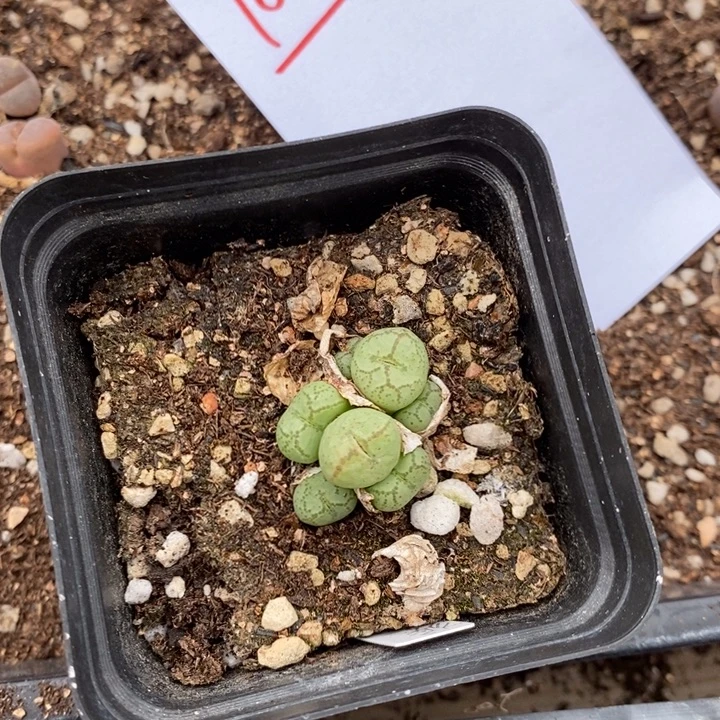 16309。 猴脸带盆发。