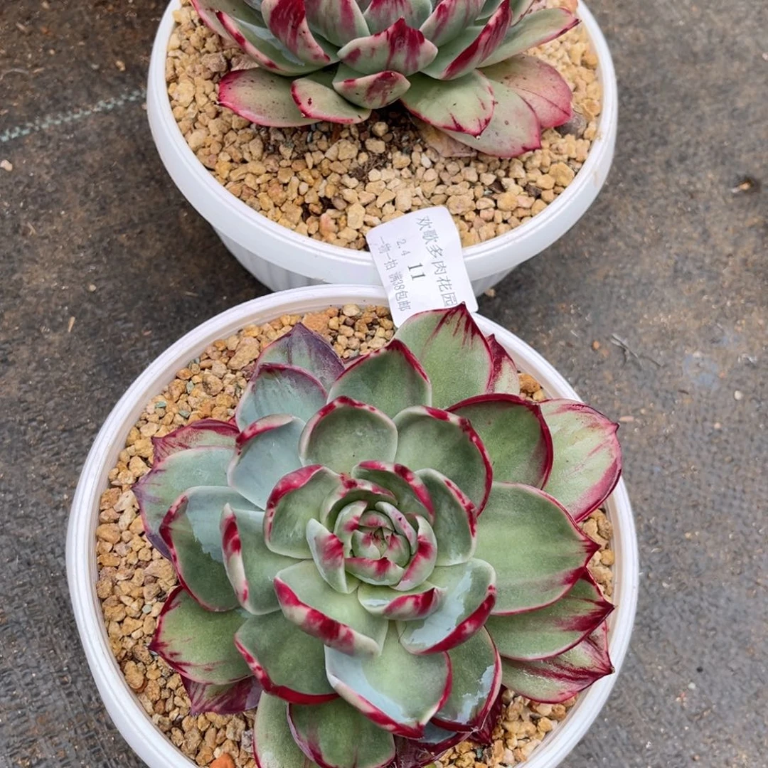 瞬*2.4-11惊鸿两个111111111