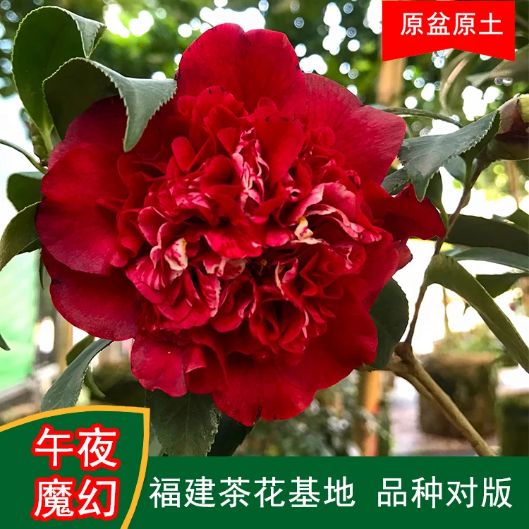 午夜魔幻黑色系珍贵茶花品种室内外花卉阳台庭院绿植基地直销包邮