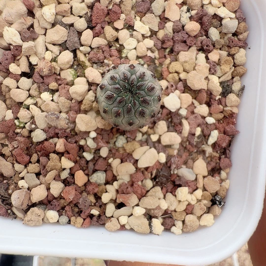 虾***仁实生绿丽仙人球一颗