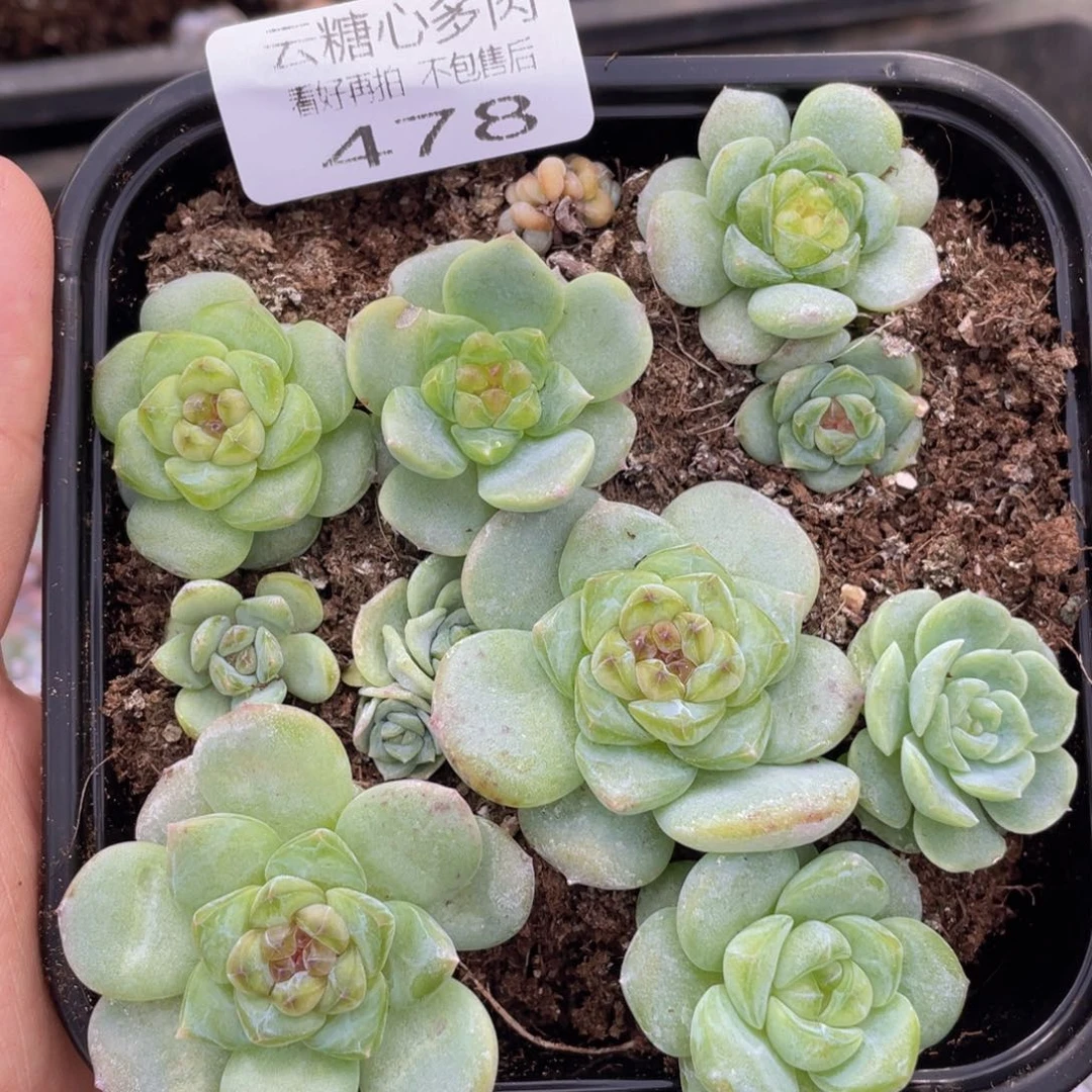 云糖心多肉植物478