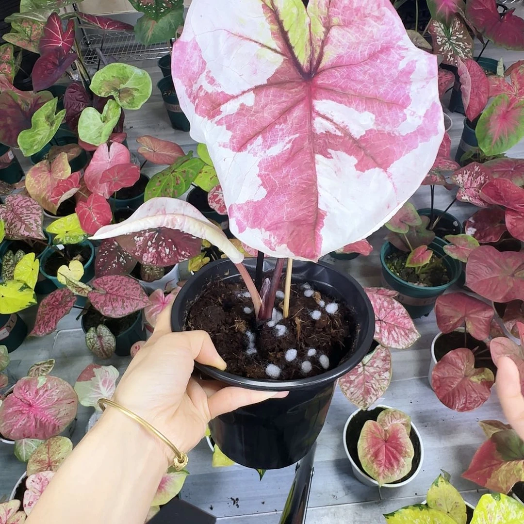 完全开放    05时间之神