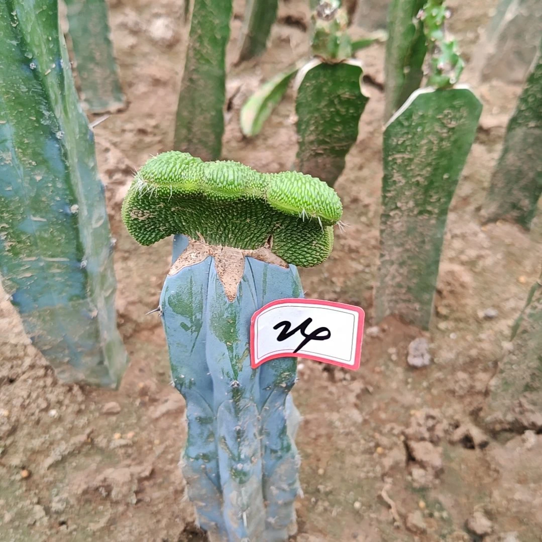 龙神木嫁接青蛇缀化24福