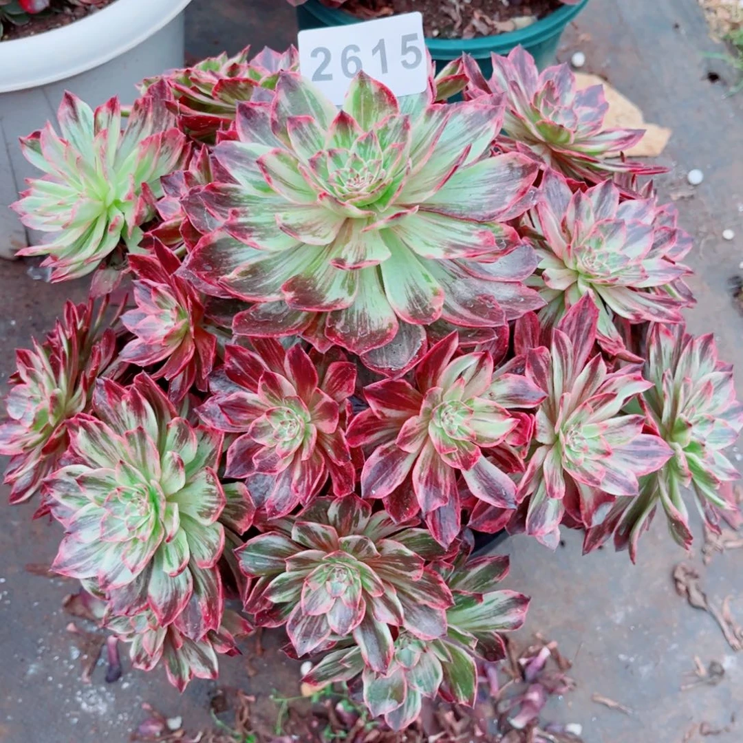 芬***方新品半夏多肉发货发货