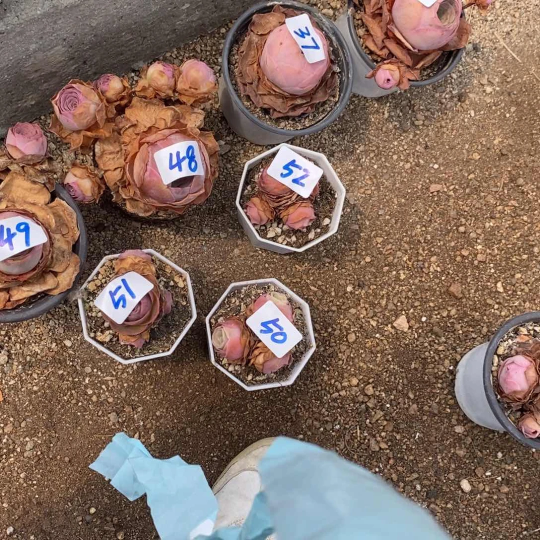 胖***举山地玫瑰00000052