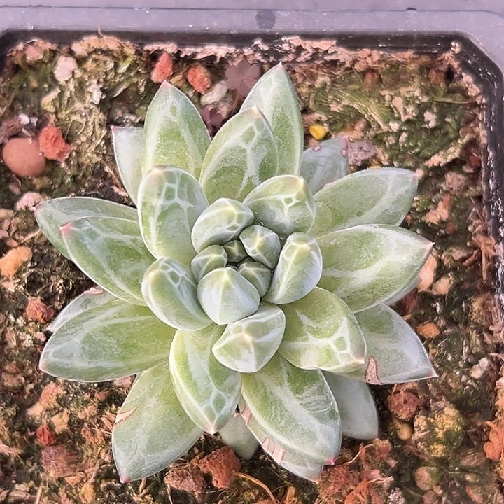 青花瓷大单头美人特价