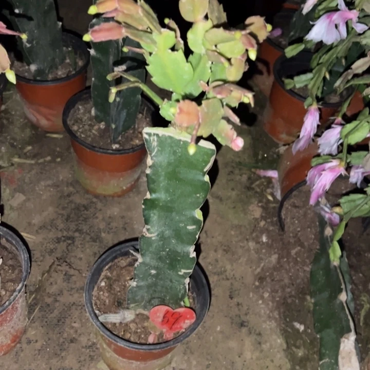 文***6当前无花栽培后可以开花白重瓣69
