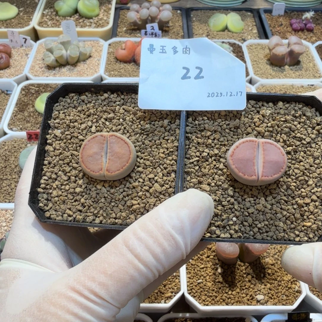 V***s多肉多肉多肉12.17-022