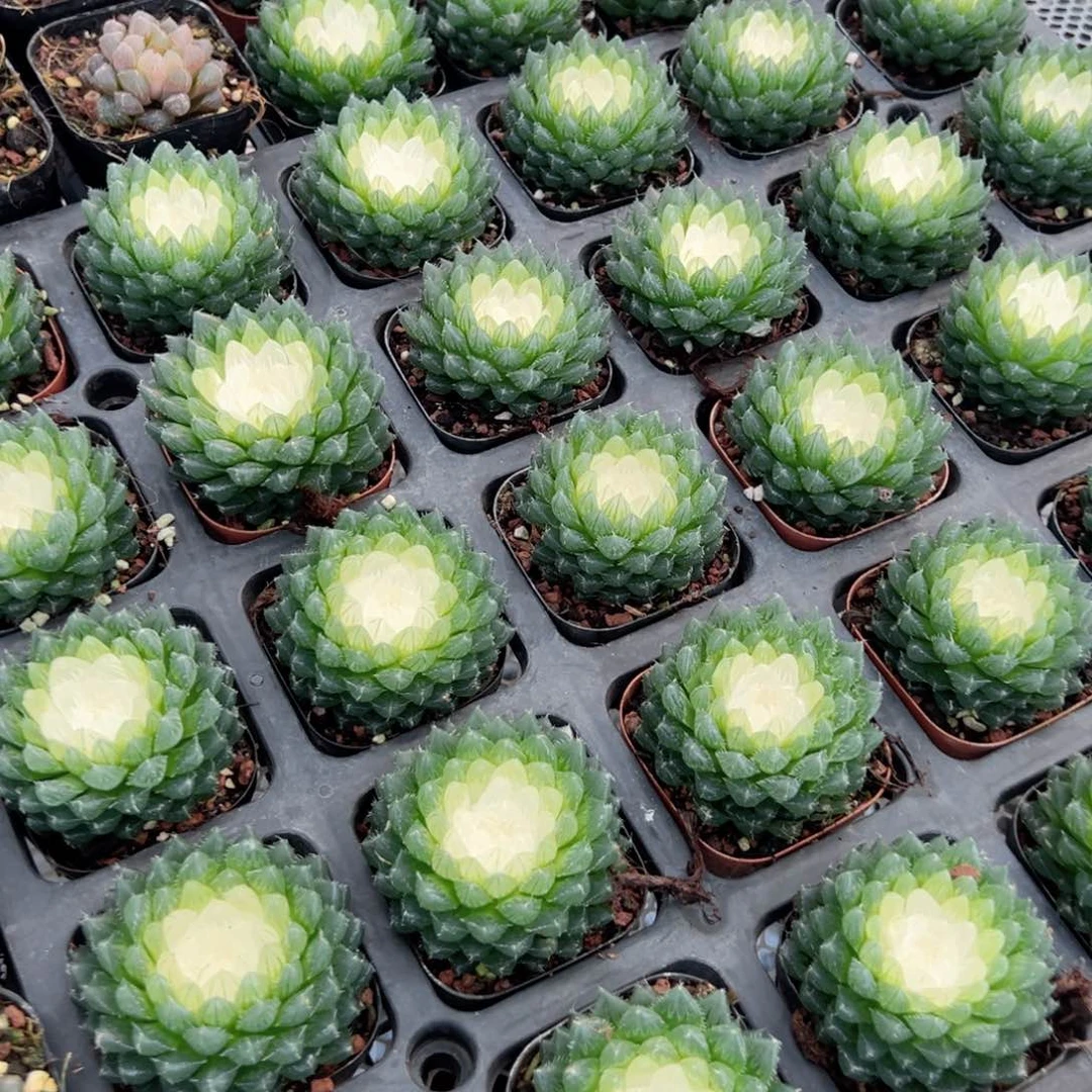 宝莲灯玉露多肉植物一颗