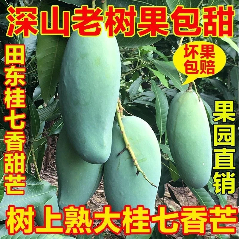 正宗广西百色老树大桂七芒果，香甜多汁，经济实惠，好吃看得见