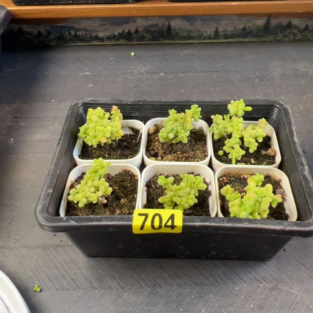 枝干番杏多肉植物704