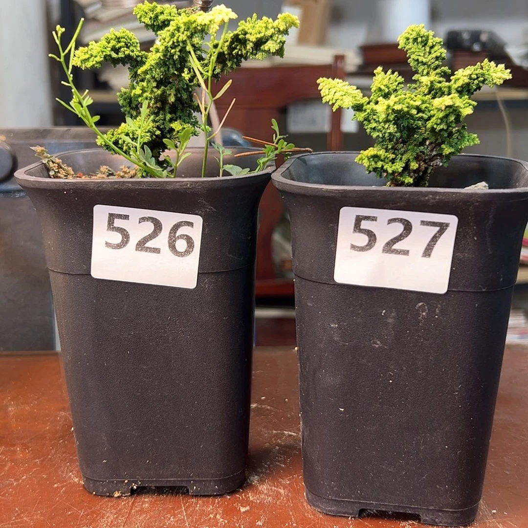 完全开放松树健健康康了