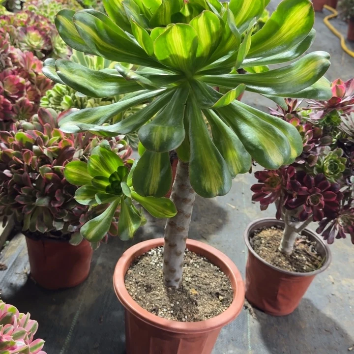 25号燕姿中班法师