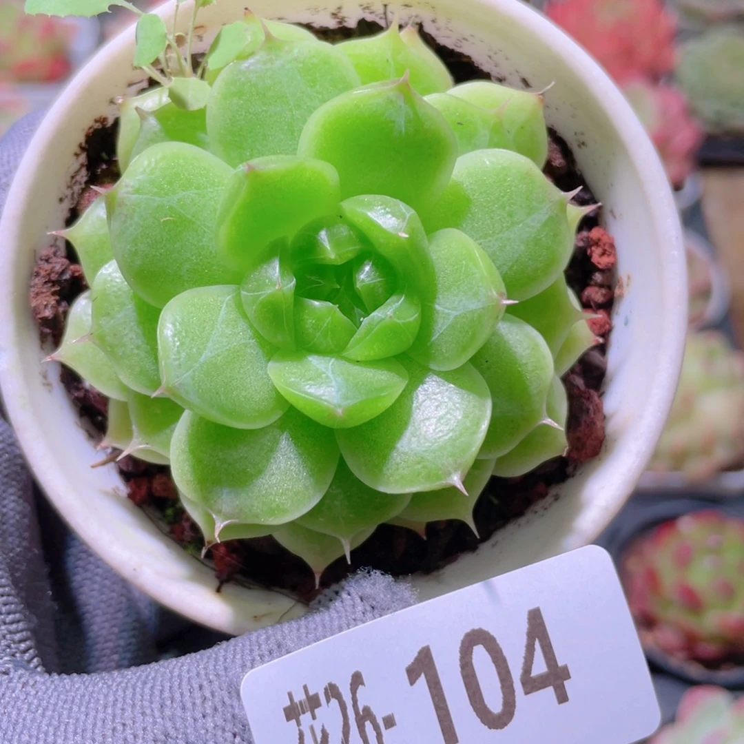 花利美26-104海王