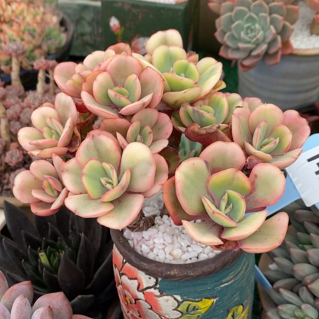 蝴蝶锦多肉植物盆栽