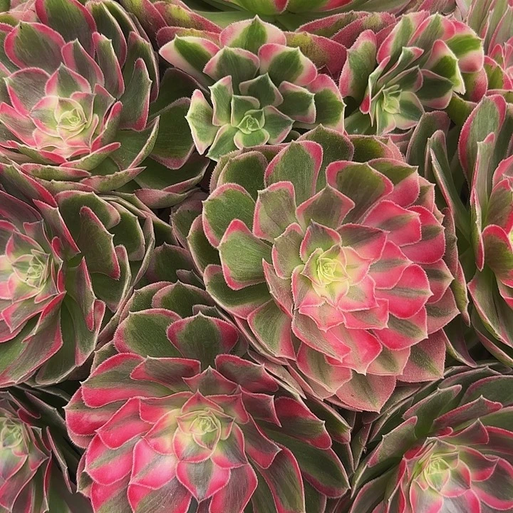 C***a多肉植物孔雀翎196号