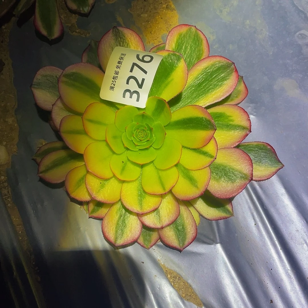 菲*3276火狐高锦多肉植物