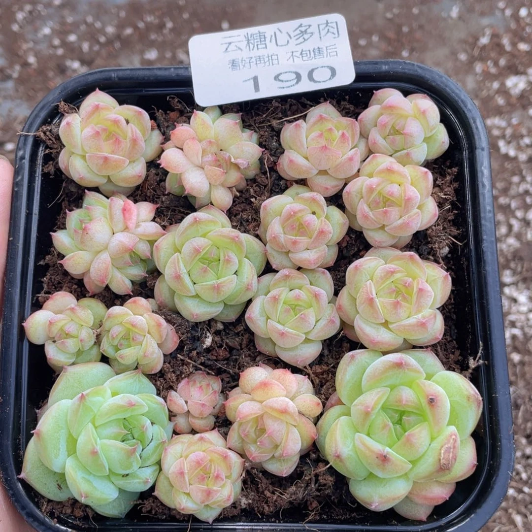 云糖心多肉植物190