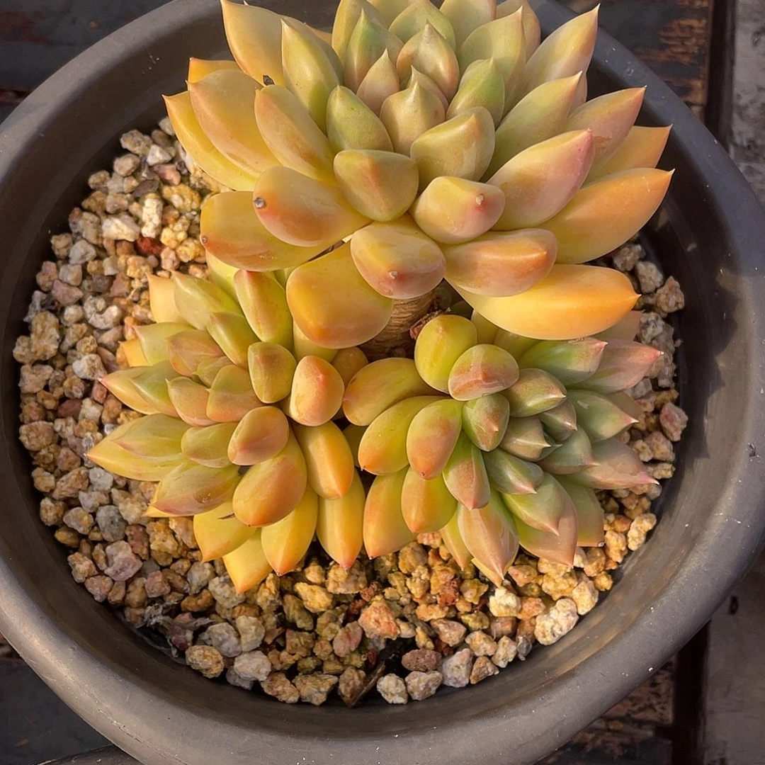 多肉植物一物一拍