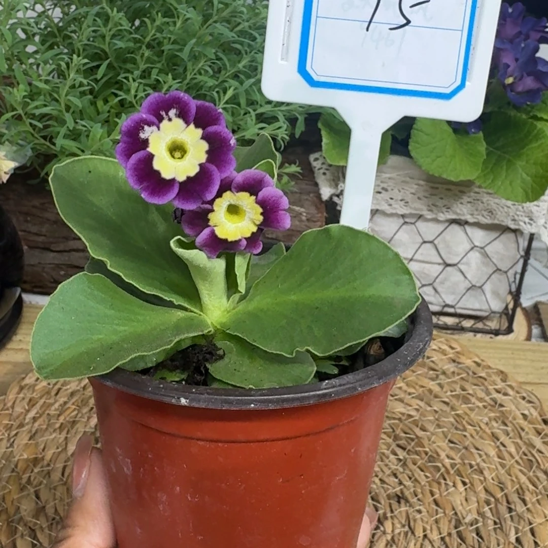 无花朵直播间一物一拍15号耳叶