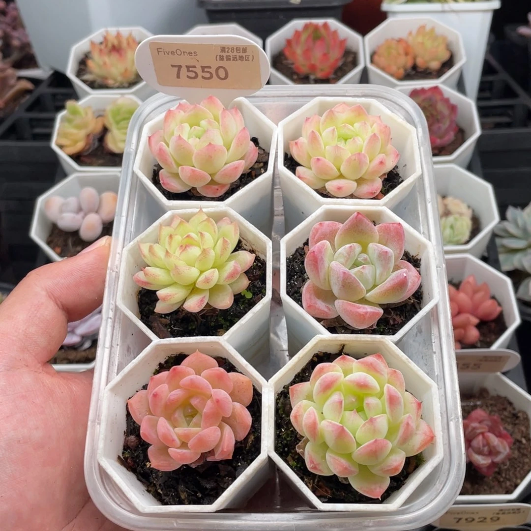 组合套餐共6颗7550