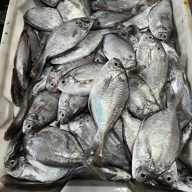 南昌鱼,肉质鱼,汕尾本港小船货