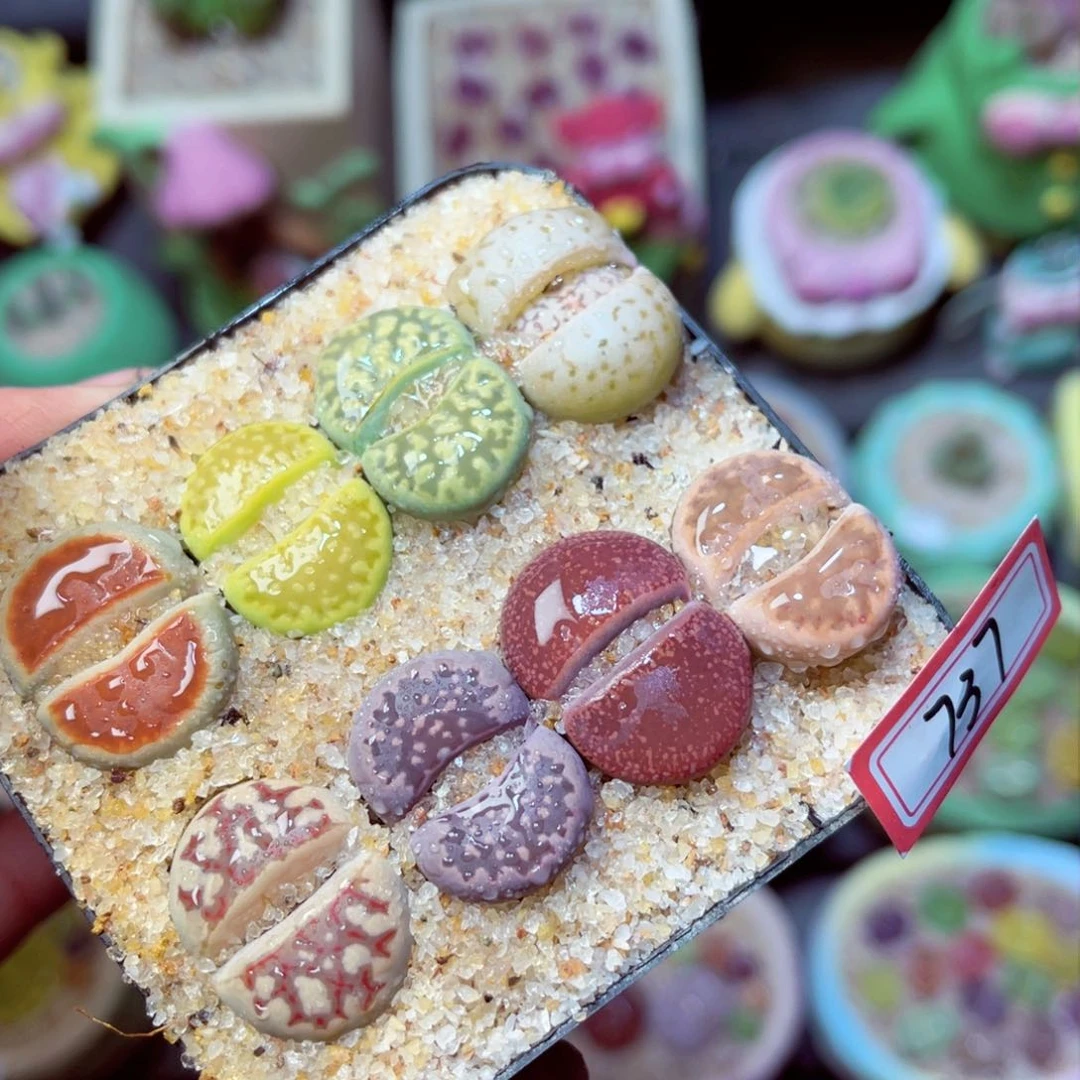 737生石花带盆发