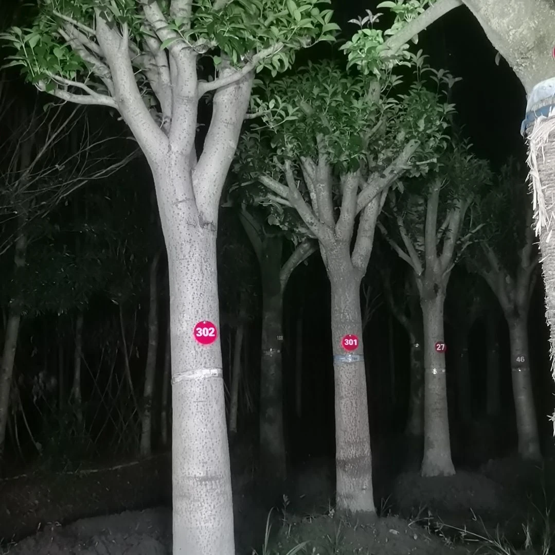 无花朵桂花的都是我的错了？我