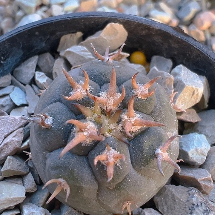 猫爪天平。 实生。小。