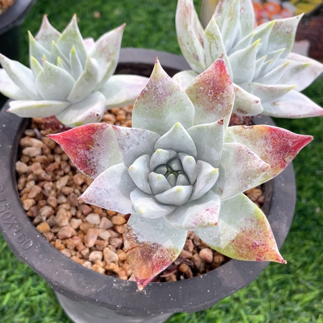 大厚叶花朵进口福利粗桩