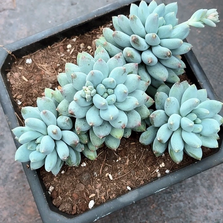 铁***猫新月菩提多肉发货