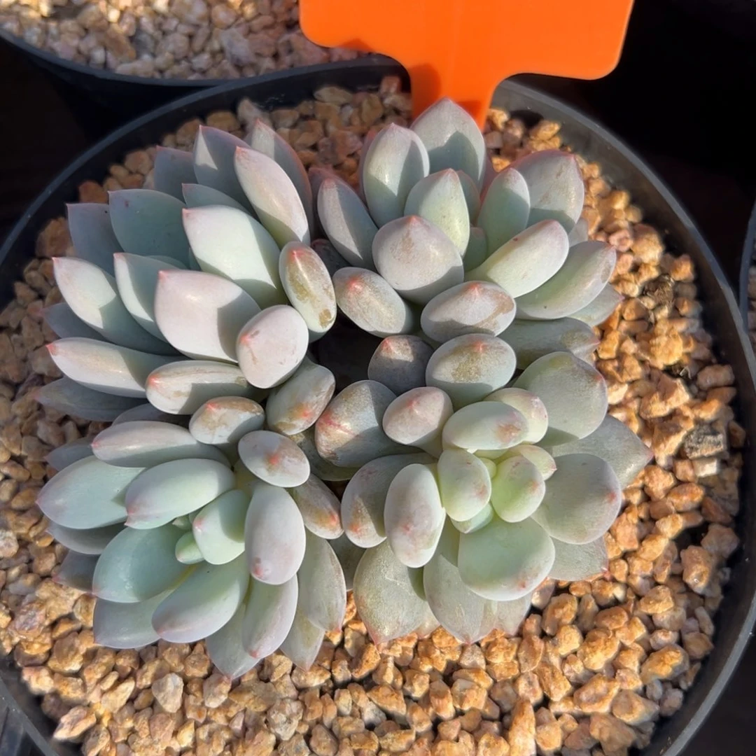 半夏11111111111111111