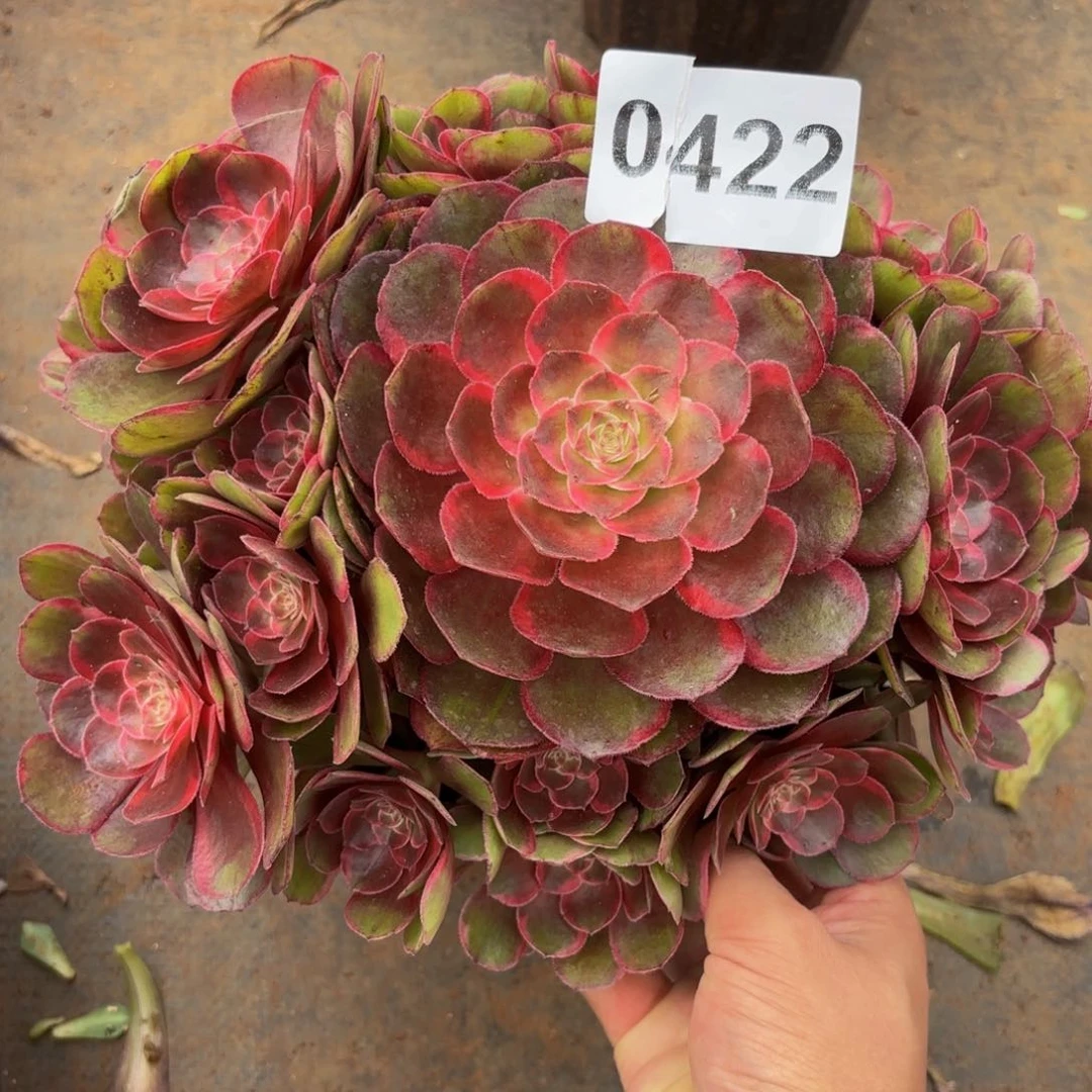 0422多肉植物克拉恋人