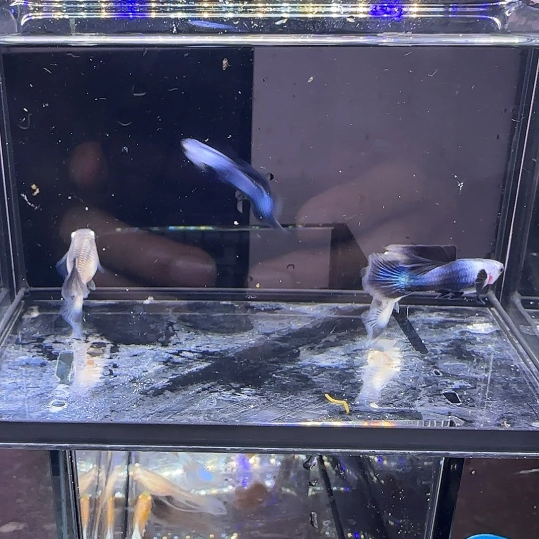 孔雀鱼大耳熊猫两对！！