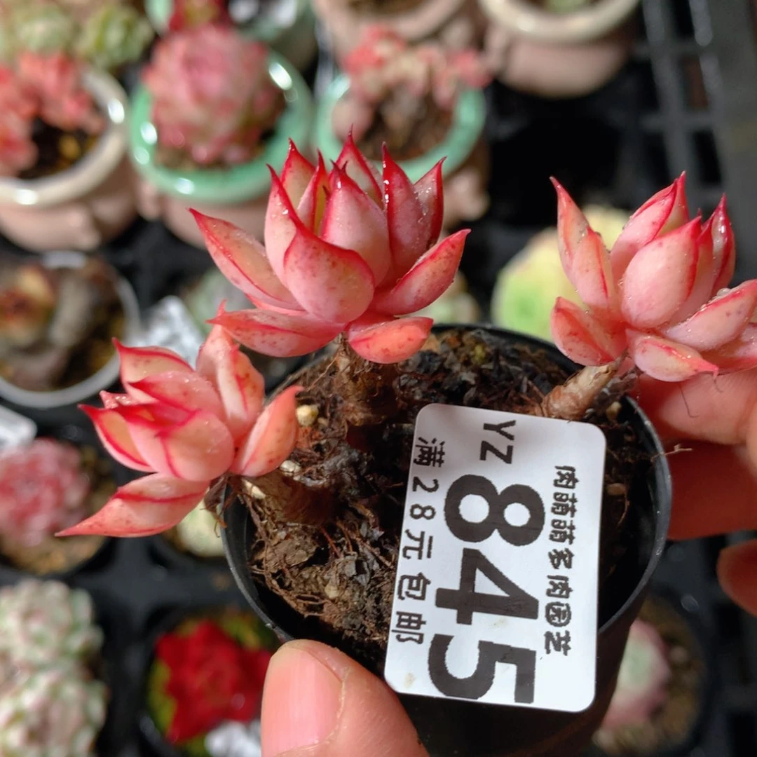 5CM拇指盆精控多肉YZ845