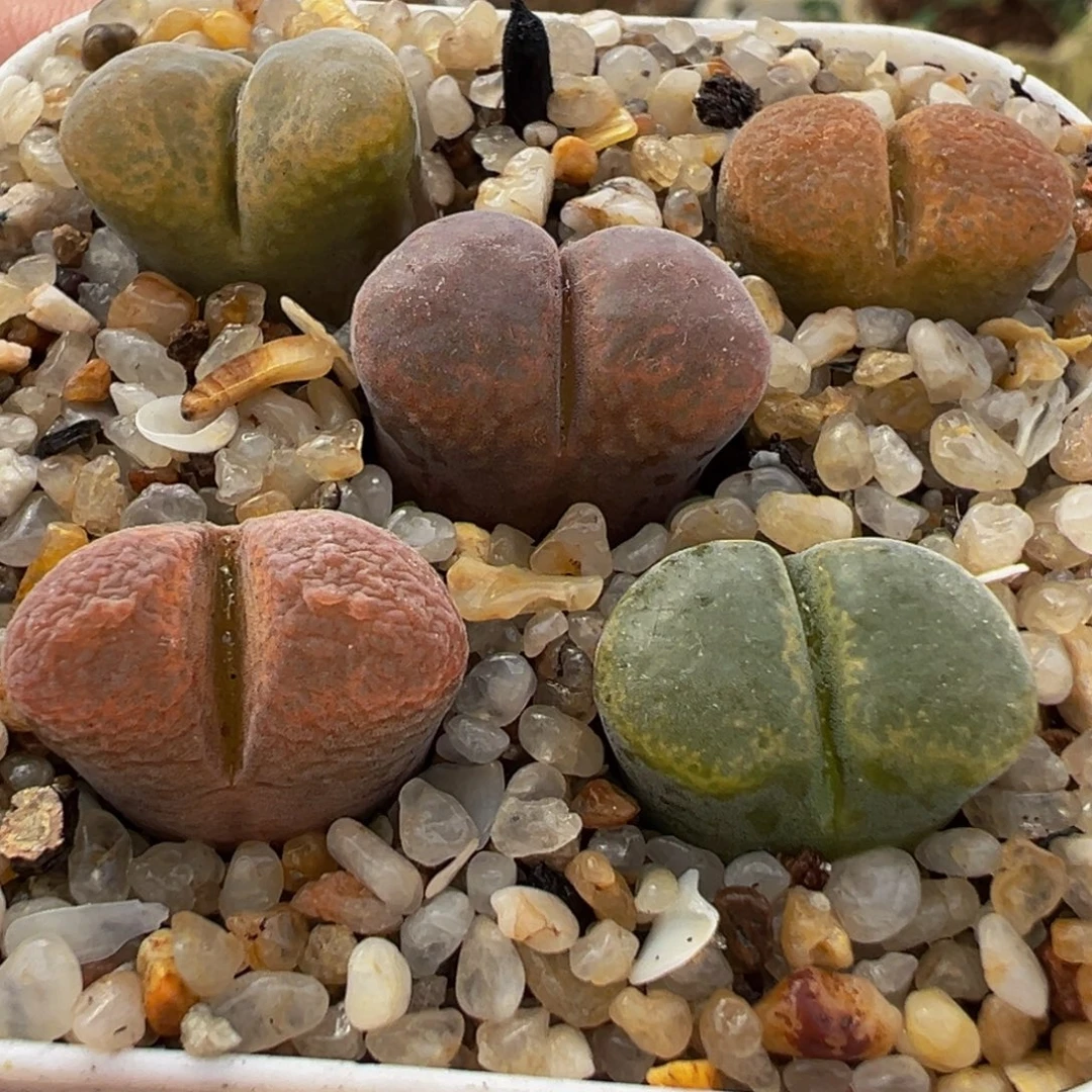 彩虹风铃组合多肉植物