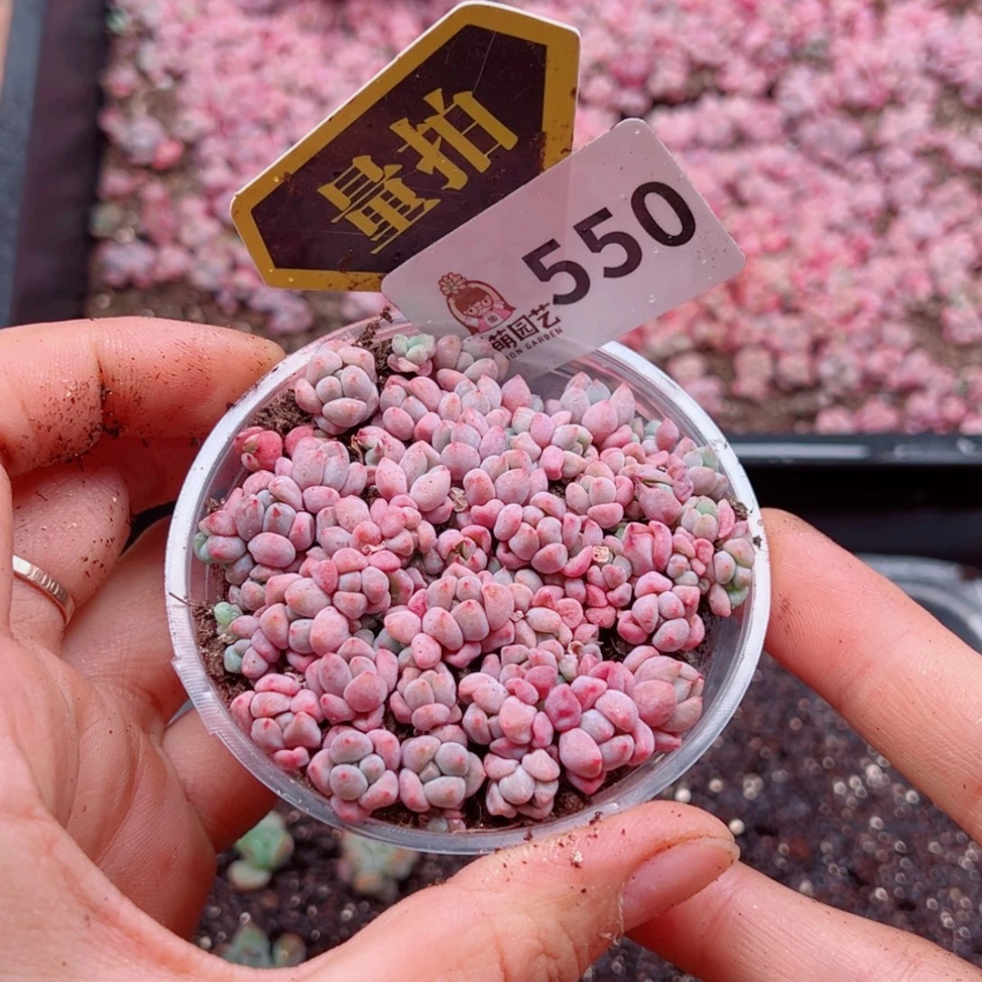 多肉植物多肉植物