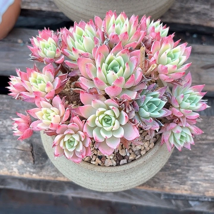 多肉植物，三色景