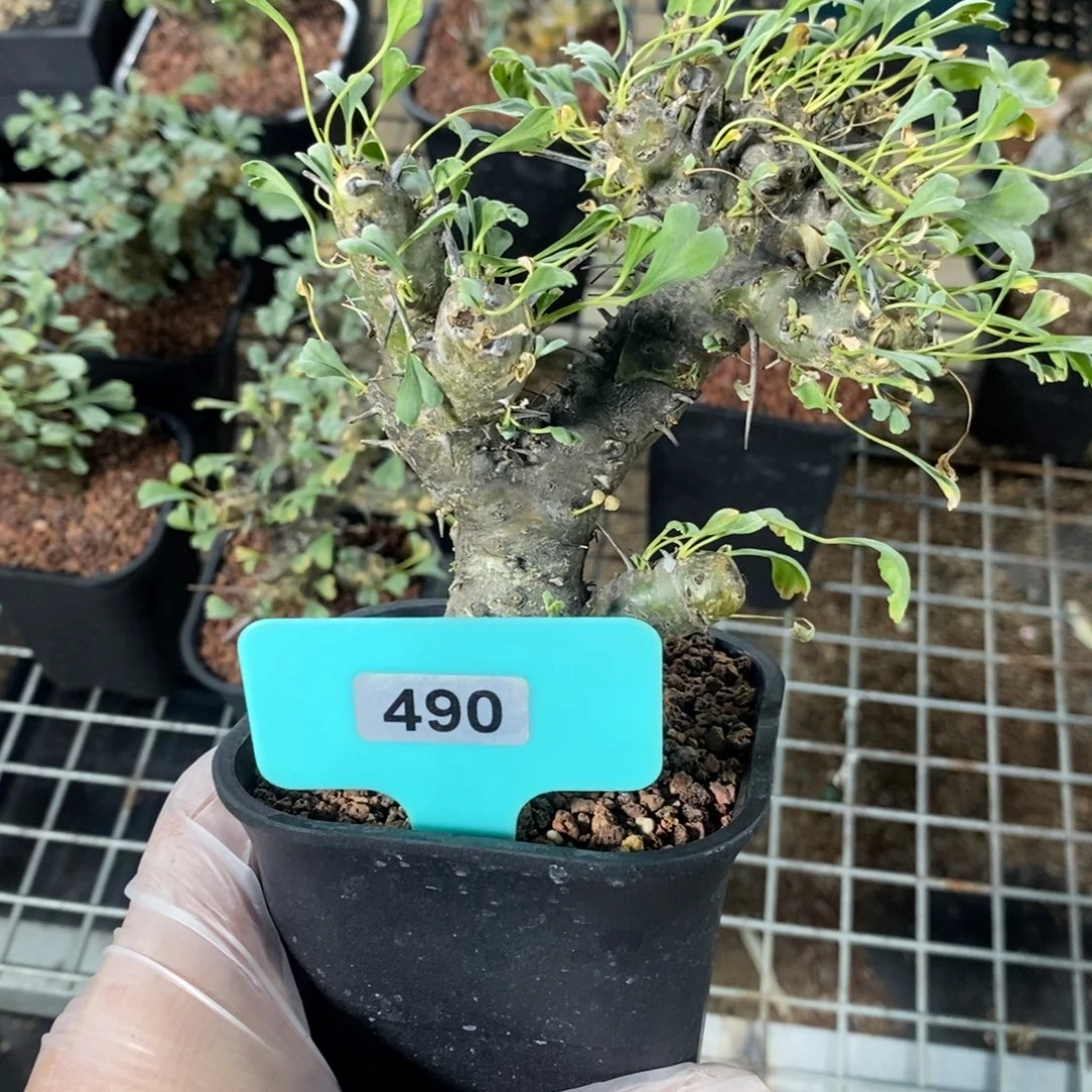 产地格斯龙骨奎一个