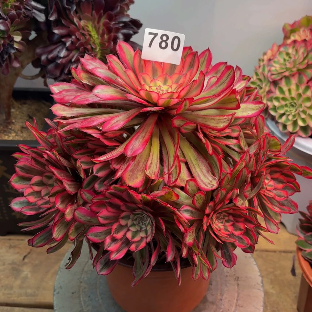 多肉法师白月光780