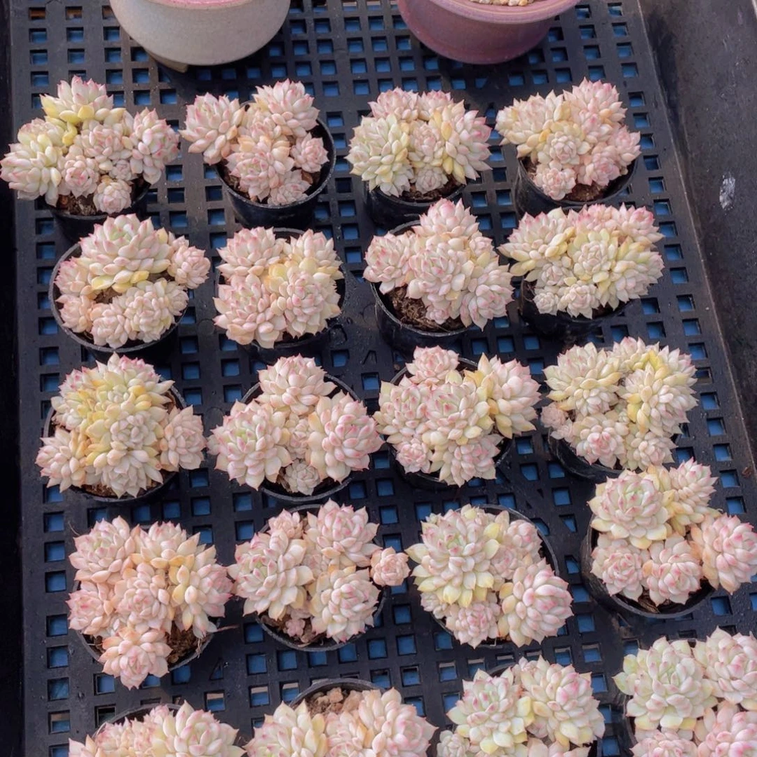 量拍53号白底小乔群生两个