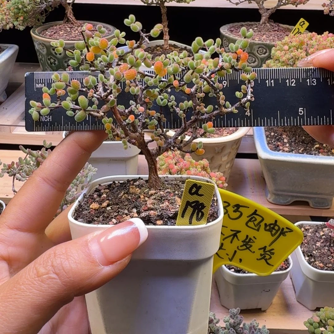 a198号翡翠冠服10厘米左右