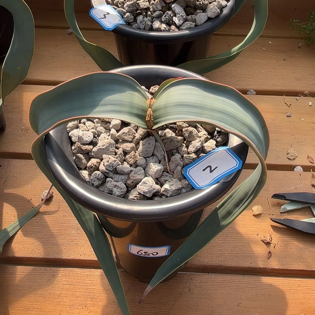 优选百岁兰，紫肌，2号