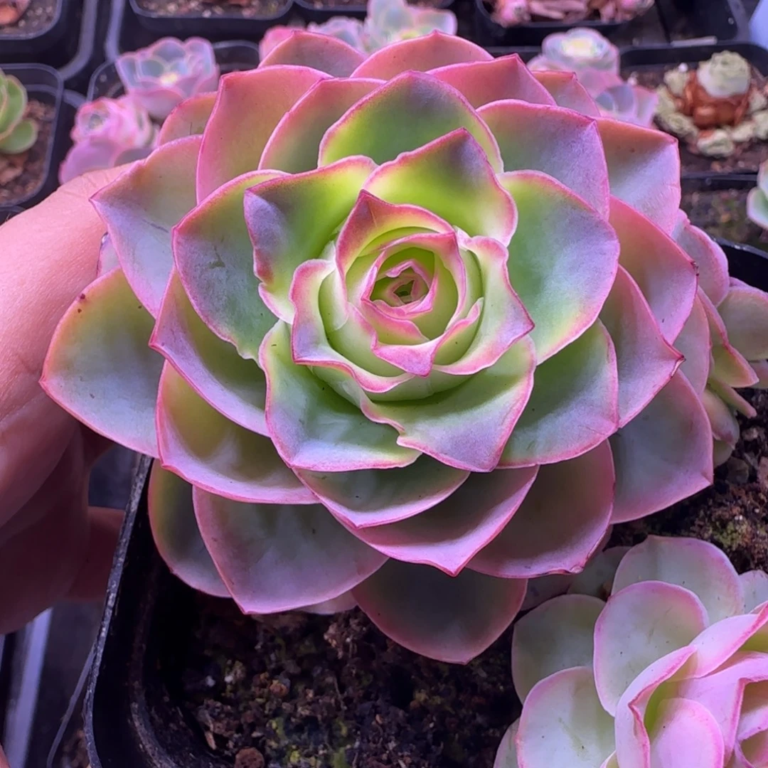 L256半城玫瑰紫月