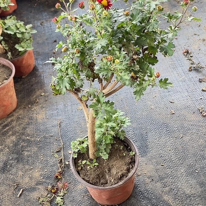 l***i完全开放30菊花菊花菊花家